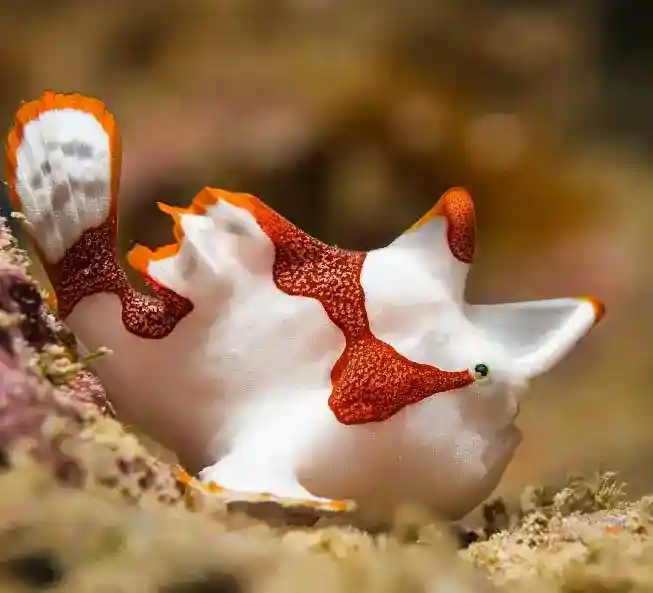Clown Frogfish in Mabul island