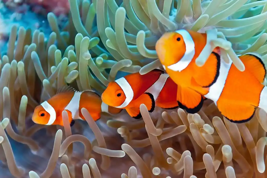 Clownfish coral in Mabul