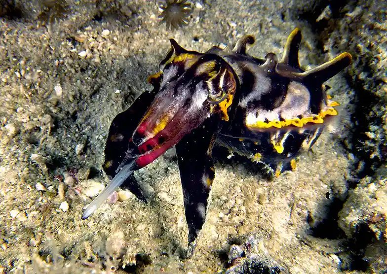 Flamboyant Cuttlefish Kapalai