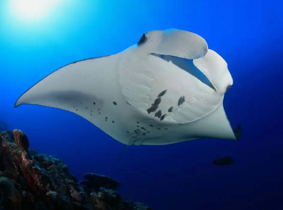 Manta ray