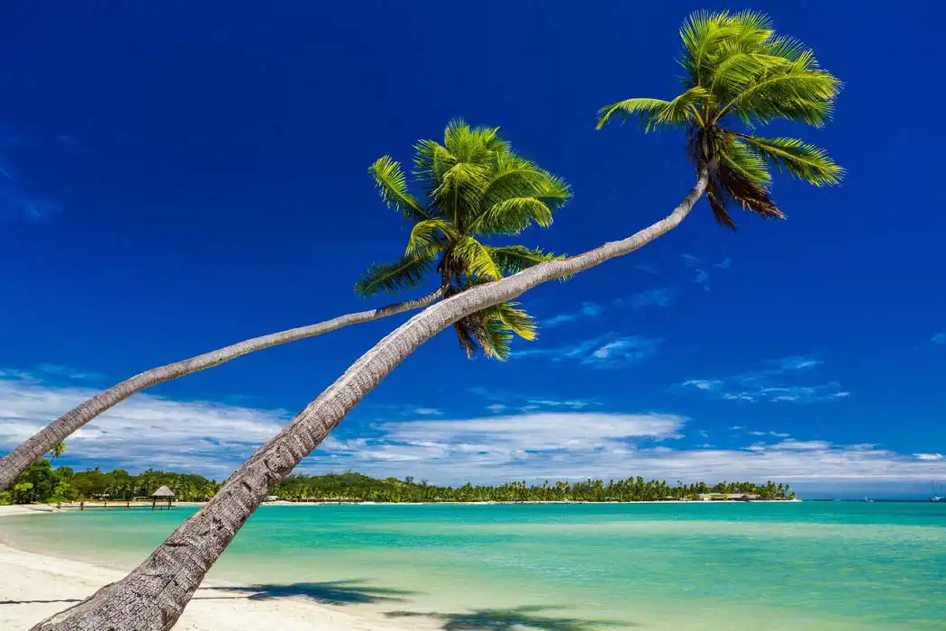 Mabul island Palm trees