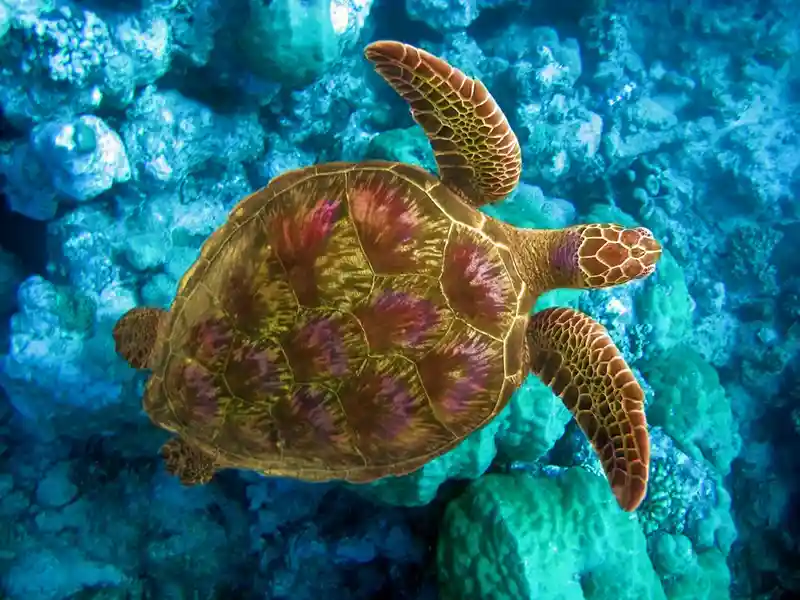 Sea Turtle at Mabul island