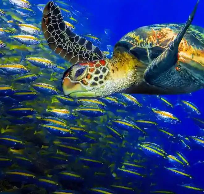 Sea turtles of Sipadan