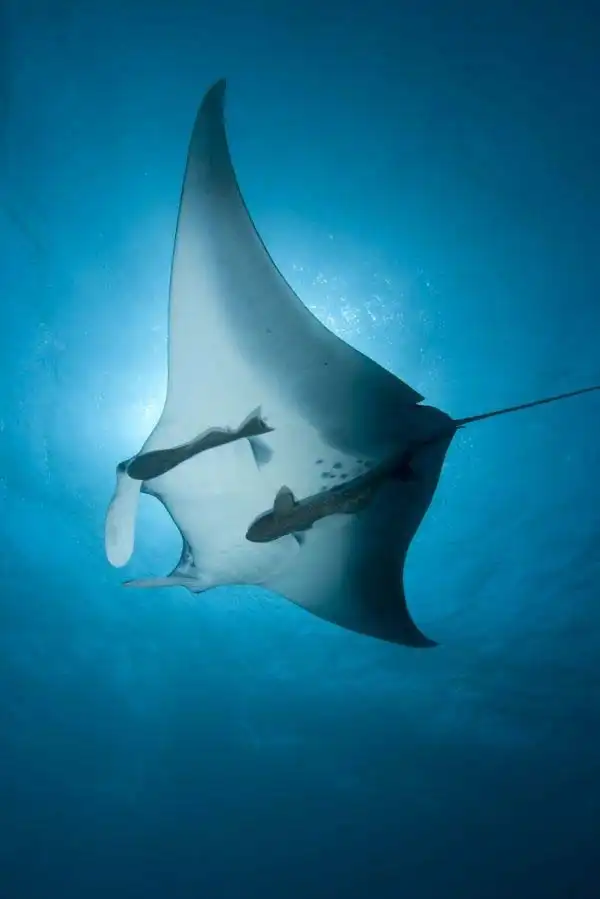 Sipadan manta ray